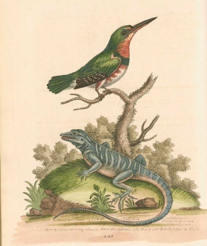 Detail of 'The Little Green and Orange-coloured King-Fisher; and the Blue Lizard' by George Edwards