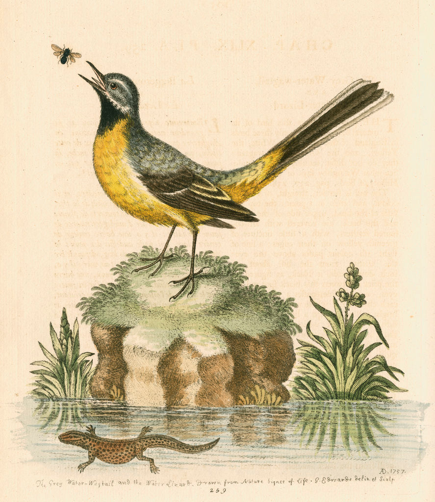 Detail of 'The Grey Water-wagtail, and the Water-Lizard' by George Edwards
