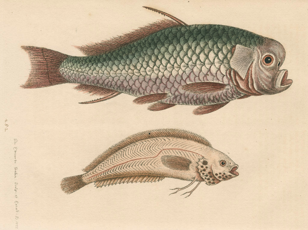 Detail of 'The Spur-Fish; and the Indian Gattorugina' by George Edwards