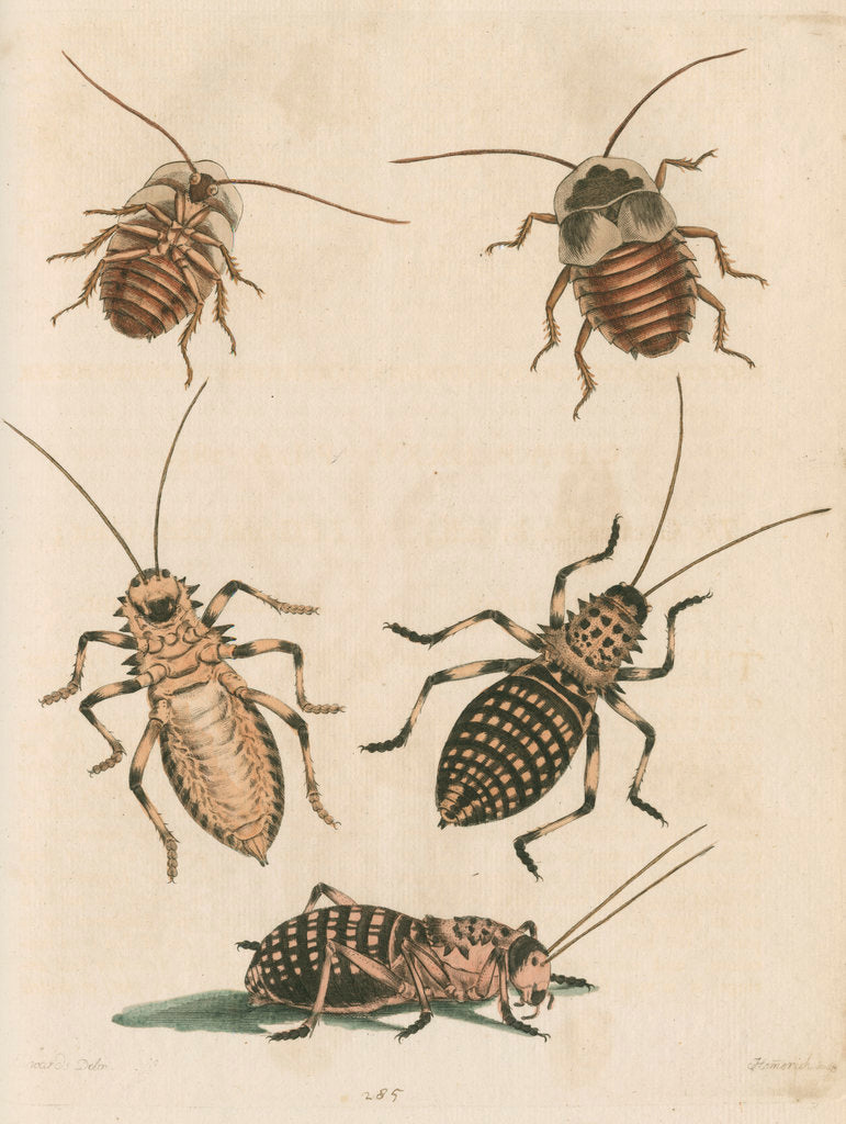 Detail of 'The Greater Cockroach; and the Whistle Insect' by Cornelius Heinrich Hemerich