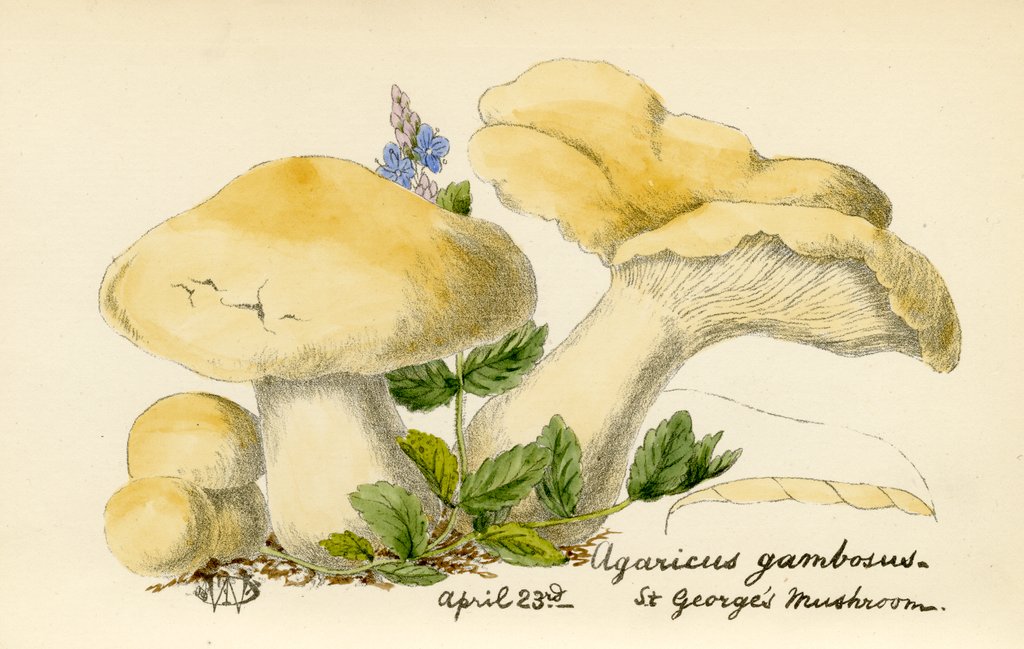 Detail of St. George's mushroom by Unknown