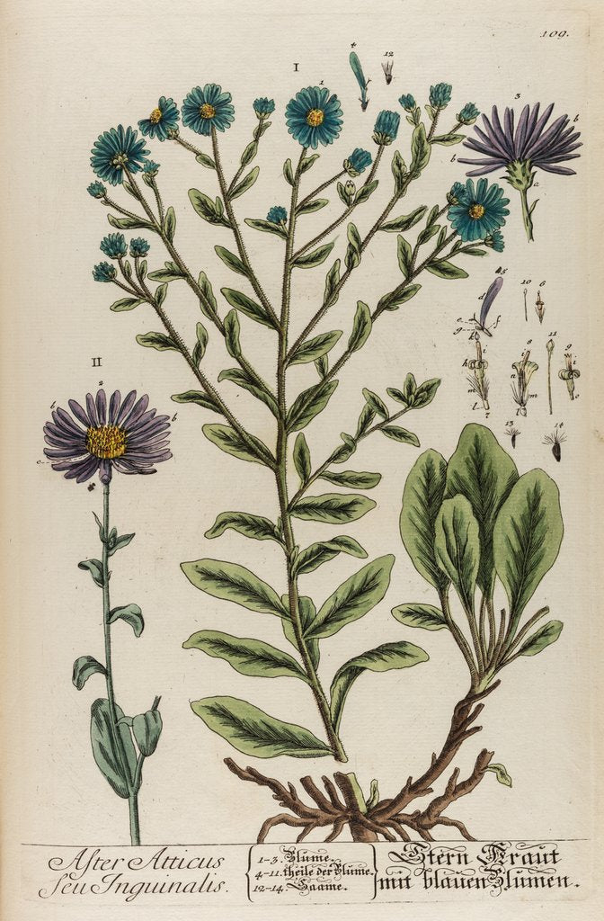 Detail of Aster atticus by Elizabeth Blackwell