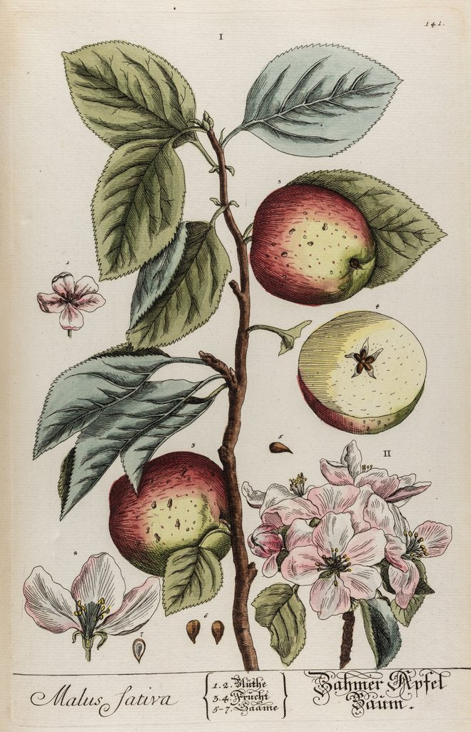 Detail of Malus sativa by Elizabeth Blackwell