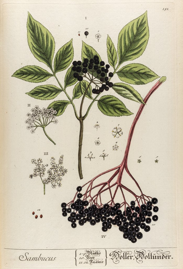 Detail of Sambucus by Elizabeth Blackwell