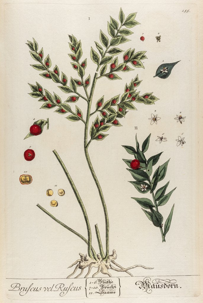 Detail of Bruscus vel ruscus by Elizabeth Blackwell