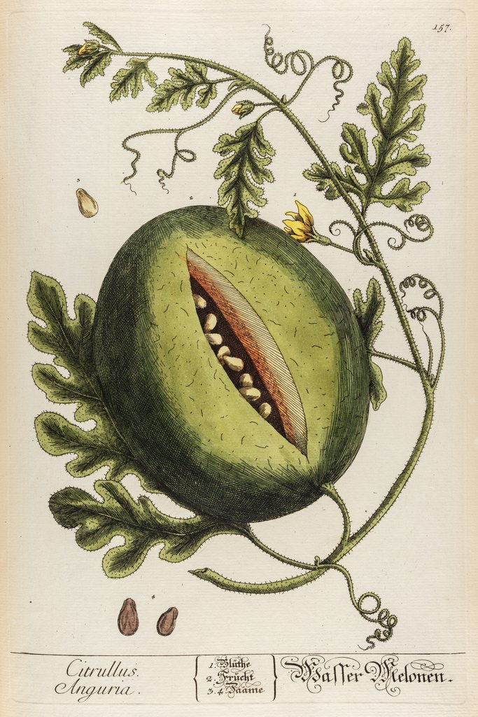 Detail of Citrullus anguria by Elizabeth Blackwell