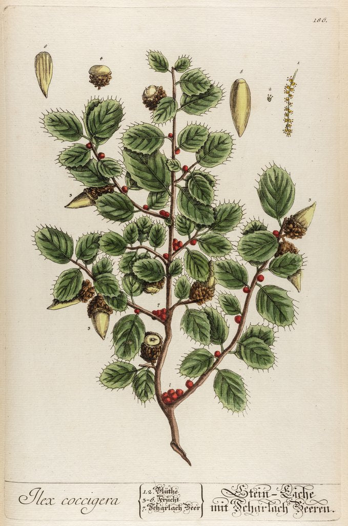 Detail of Ilex coccigera by Elizabeth Blackwell