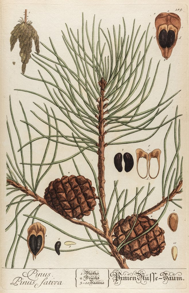 Detail of Pinus sativa by Elizabeth Blackwell