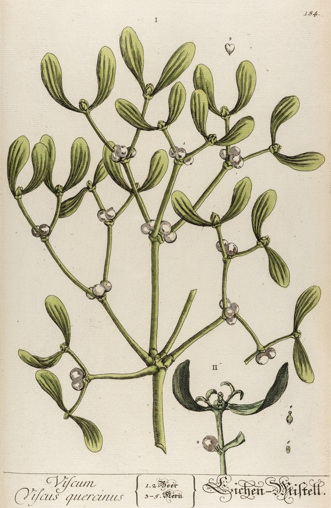 Detail of Viscum viscus quercinus by Elizabeth Blackwell