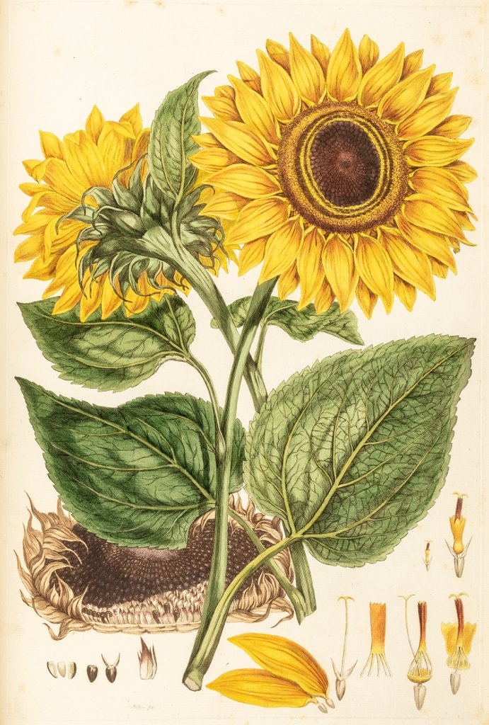 Detail of Helianthus by Johann Sebastian Müller