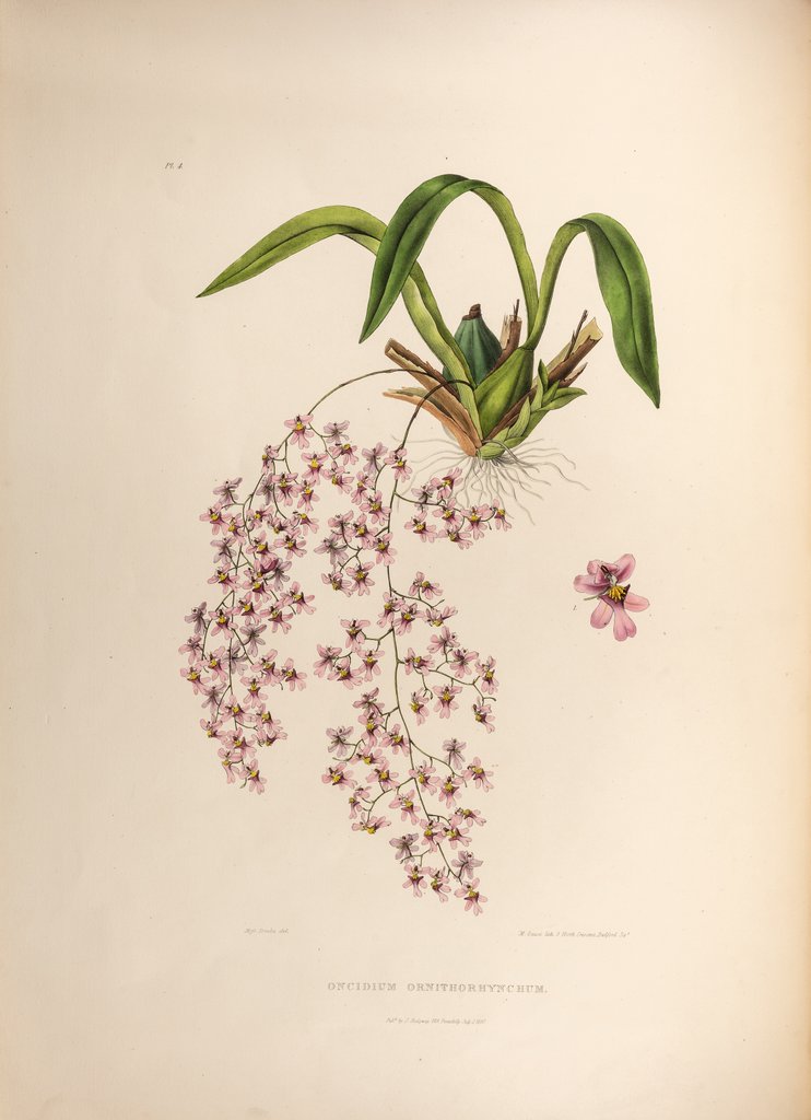 Detail of Oncidium ornithorhynchum by Maxim Gauci after Sarah Anne Drake