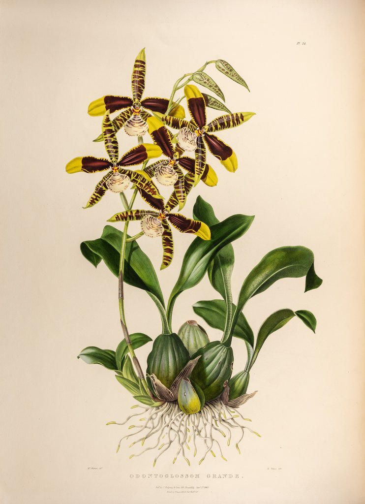 Detail of Odontoglossom grande by Maxim Gauci after Augusta Innes Withers