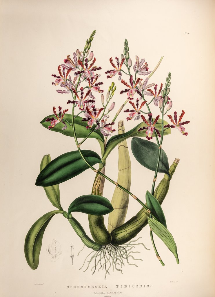 Detail of Schomburgkia tibicinic by Maxim Gauci after Sarah Anne Drake