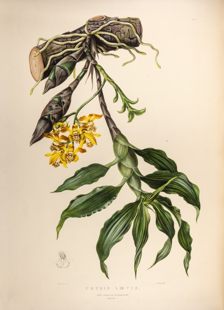Detail of Chysis lœvis by Maxim Gauci after Augusta Innes Withers