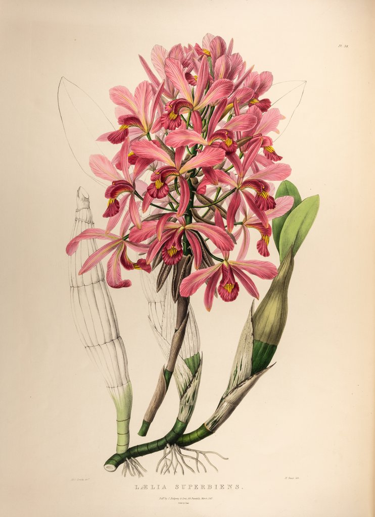 Detail of Lælia superbiens by Maxim Gauci after Sarah Anne Drake