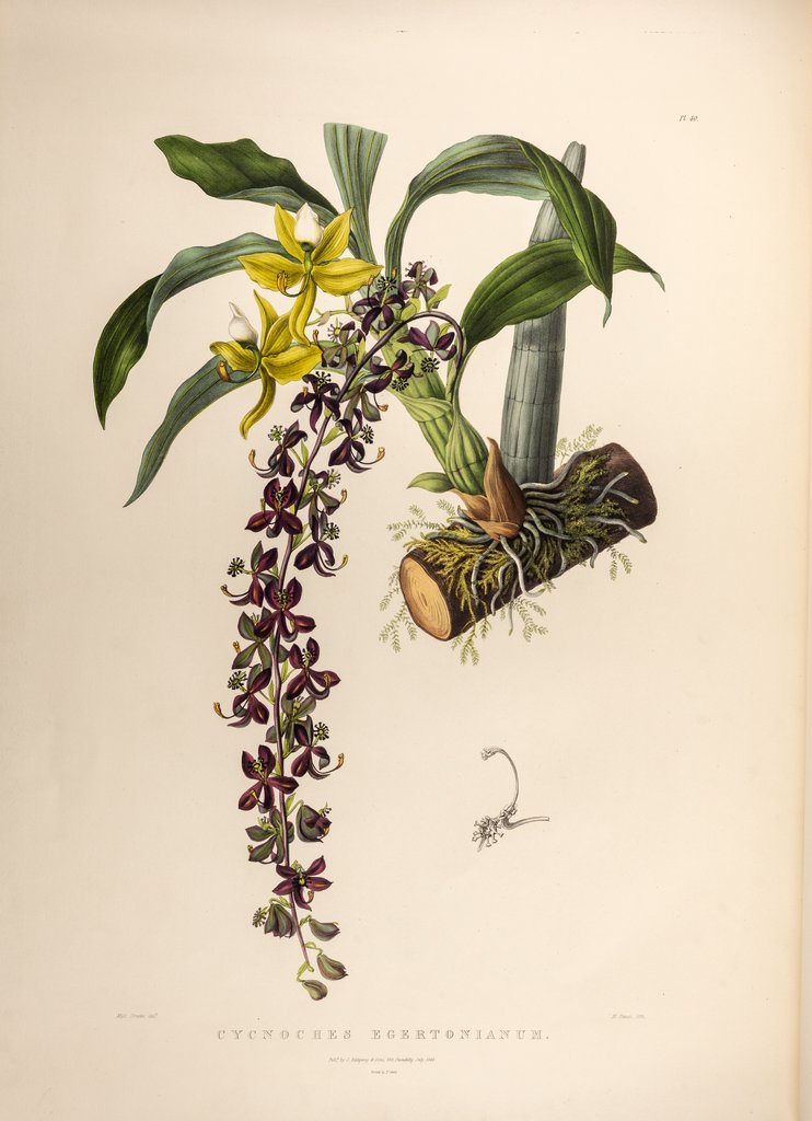 Detail of Cycnoches egertonianum by Maxim Gauci after Sarah Anne Drake