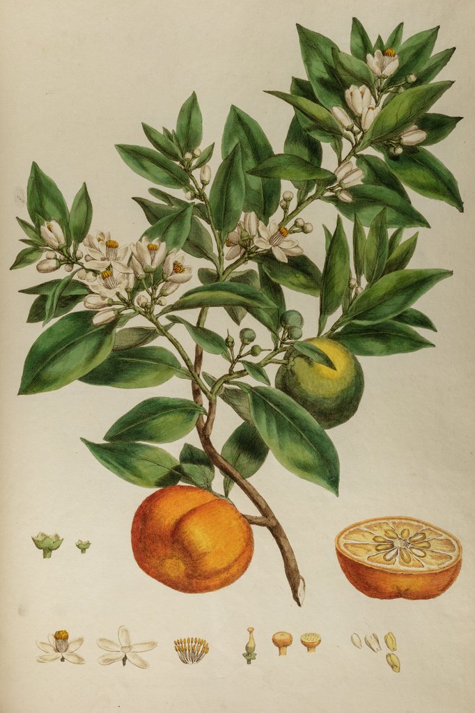 Detail of Bitter orange by Johann Sebastian Müller