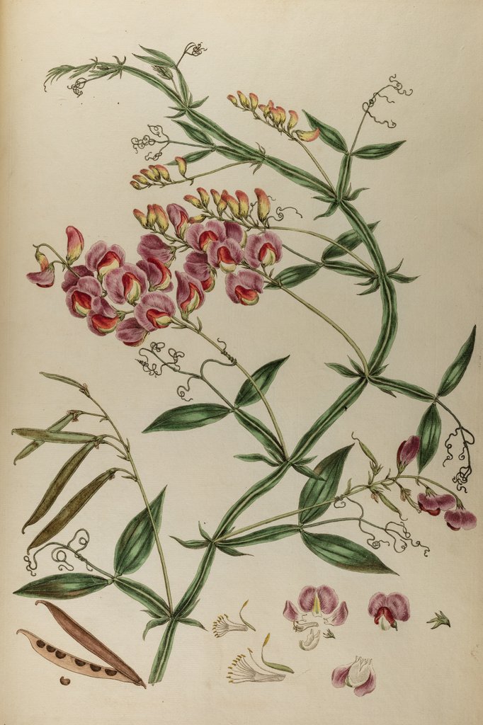 Detail of Everlasting pea or chickling vetch by Johann Sebastian Müller