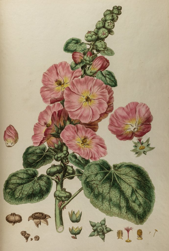 Detail of Hollyhock by Johann Sebastian Müller