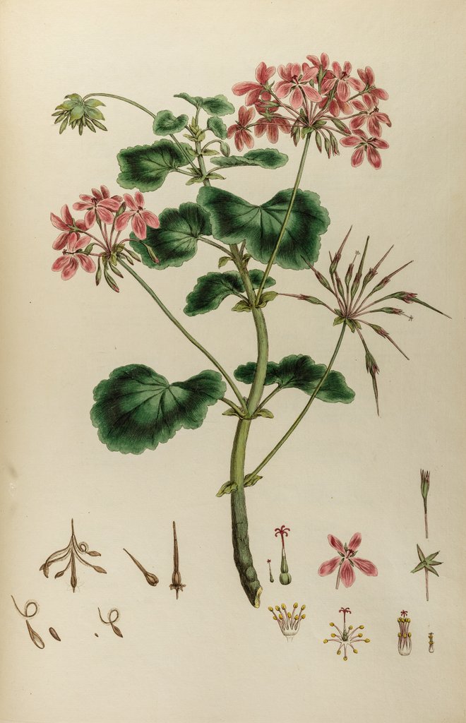 Detail of African crane’s bill by Johann Sebastian Müller