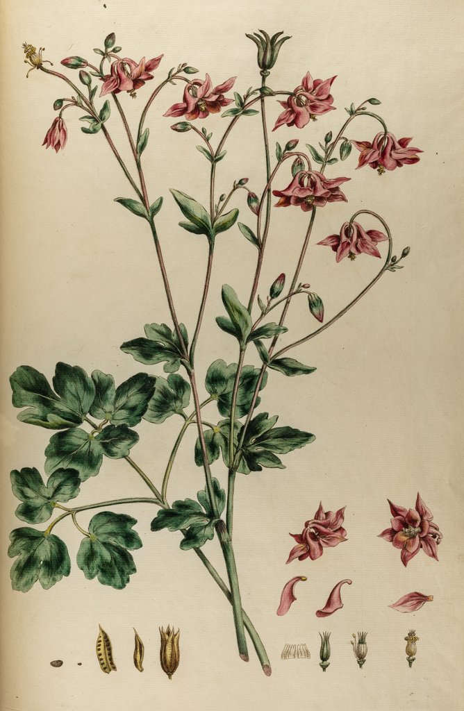 Detail of Aquilegia by Johann Sebastian Müller