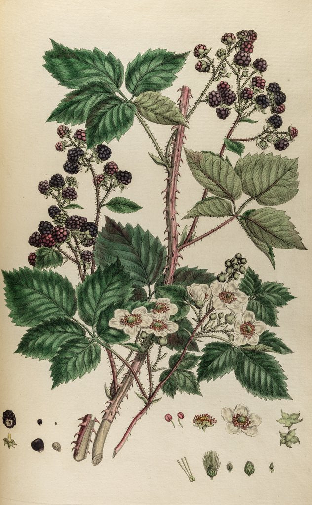 Detail of Bramble by Johann Sebastian Müller