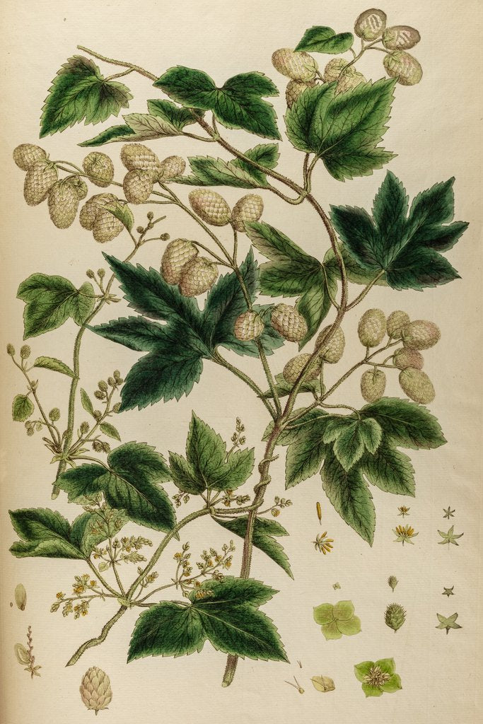 Detail of Hop by Johann Sebastian Müller