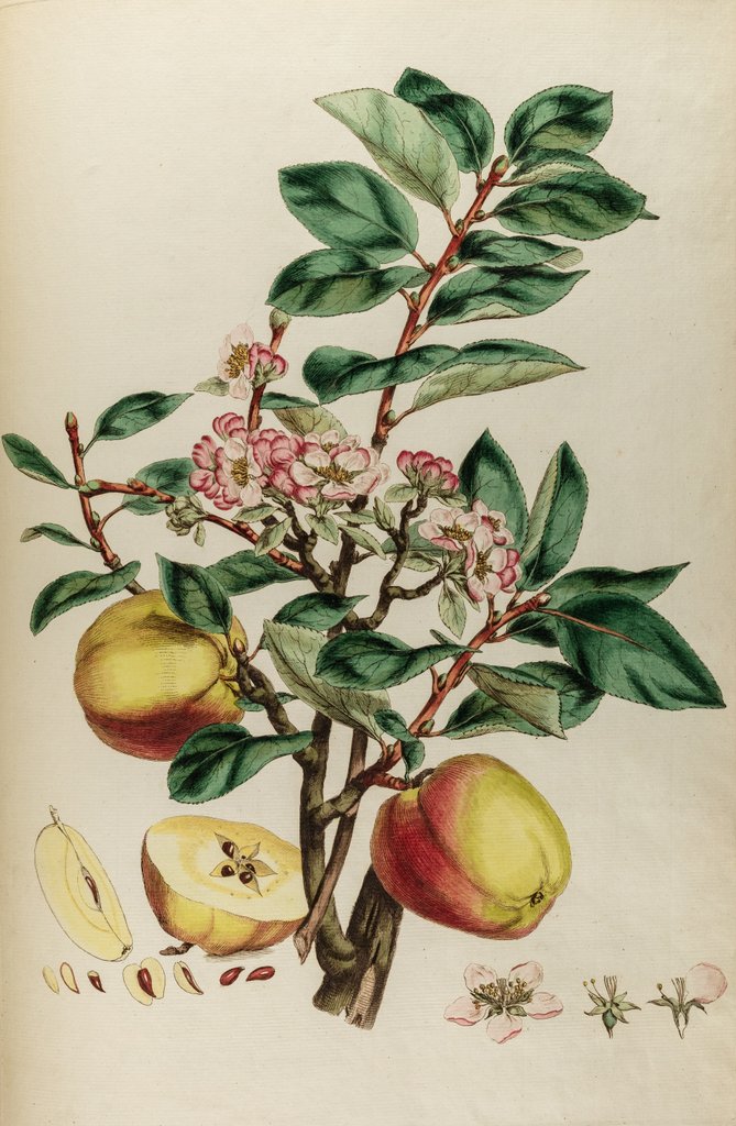 Detail of Codlin apple by Johann Sebastian Müller