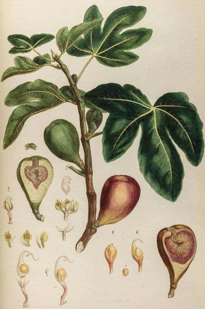 Detail of Fig by Johann Sebastian Müller