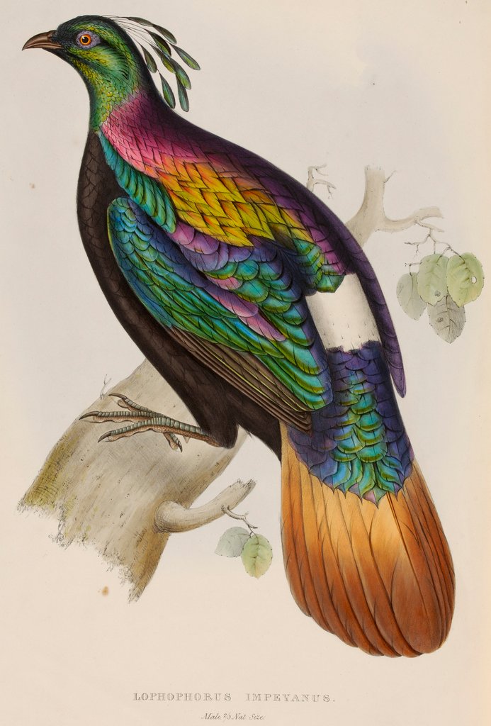 Detail of Himalayan monal by Elizabeth Gould; Charles Joseph Hullmandel