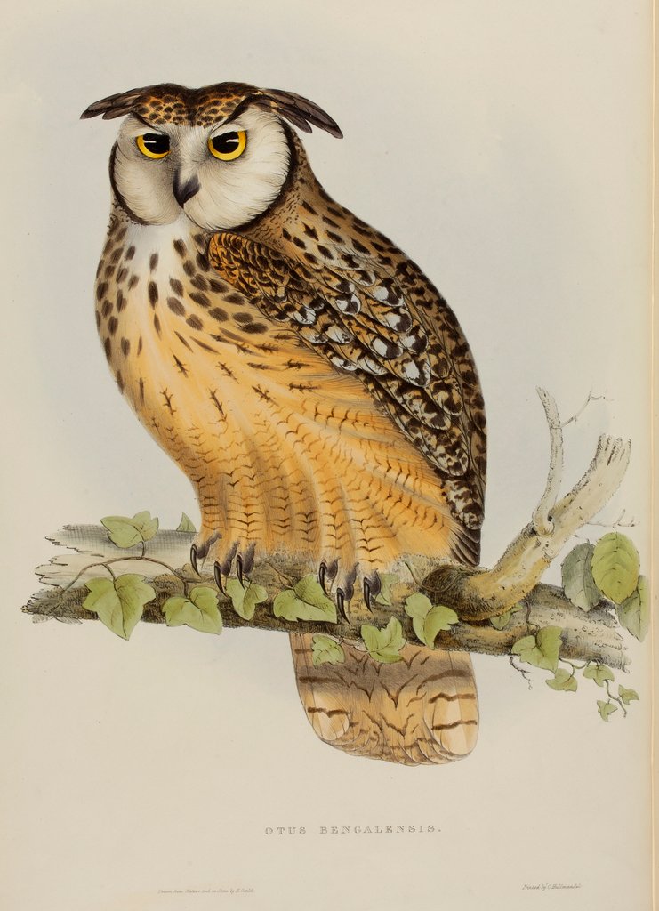Detail of Rock eagle-owl by Elizabeth Gould; Charles Joseph Hullmandel