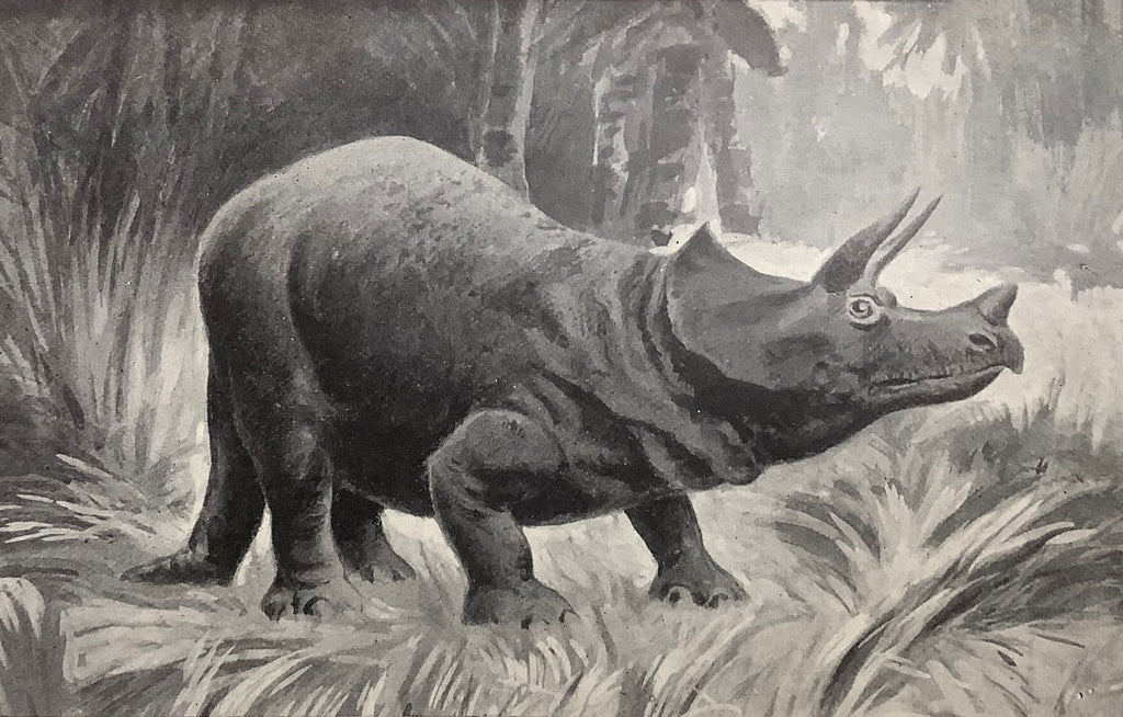 Detail of Triceratops by unknown