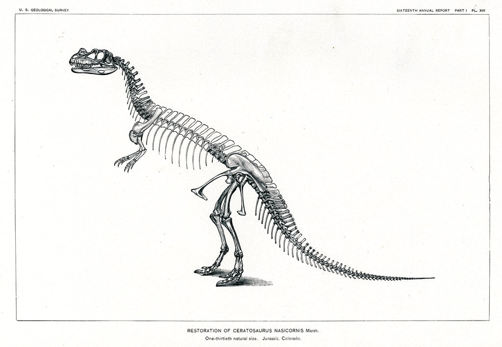 'Ceratosaurus nasicornis' by unknown