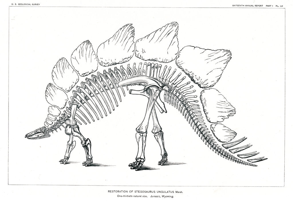 Detail of 'Stegosaurus ungulatus' by unknown