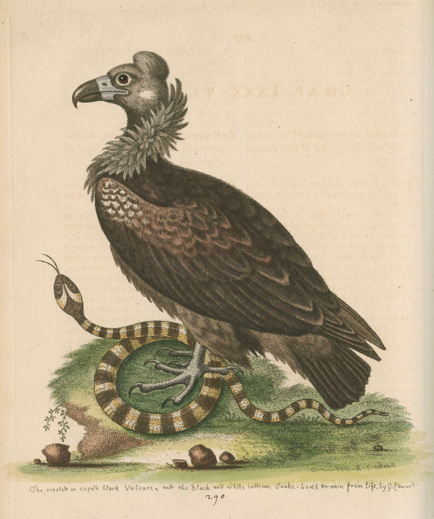 'Crested or Coped Black Vulture, and the Black and White Indian Snake' by George Edwards