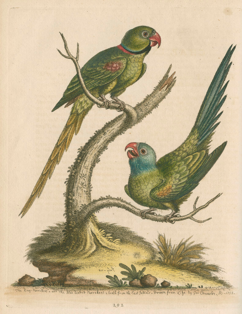 Detail of 'The Ring Parrakeet, and the Blue-headed Parrakeet' by George Edwards