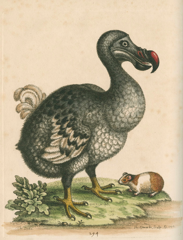 Detail of 'The Dodo, and the Guinea Pig' by George Edwards