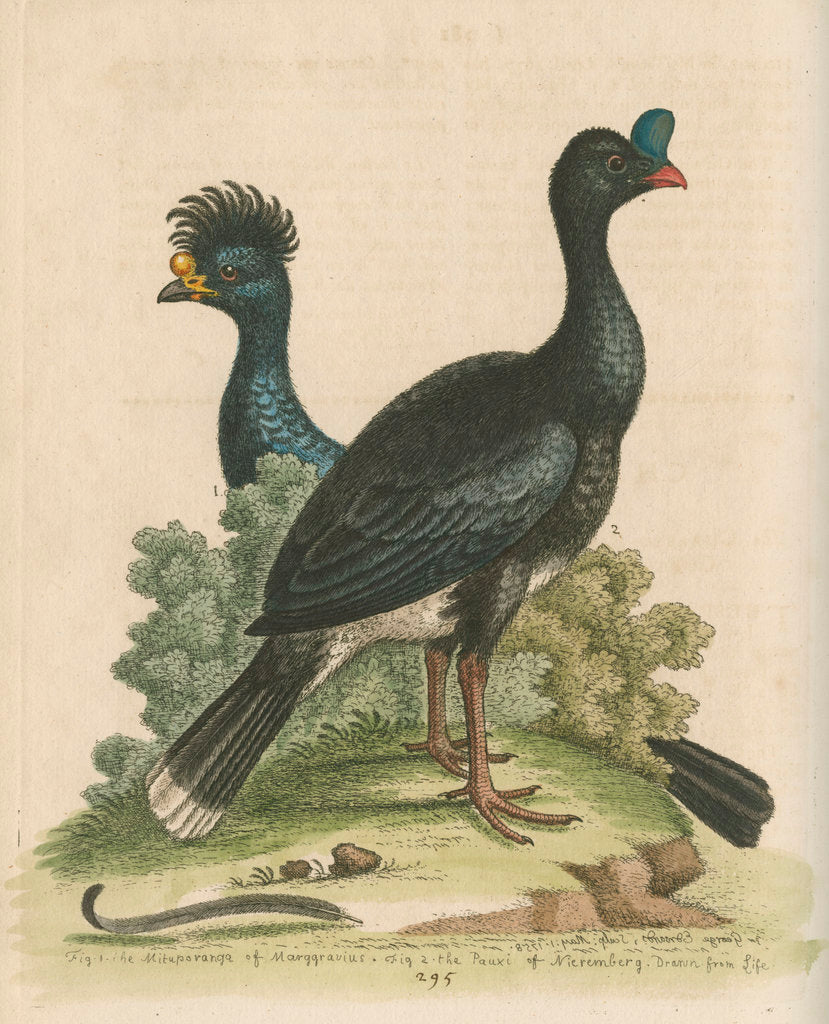 Detail of 'The Curasso-Bird, and the Cushew-Bird' by George Edwards