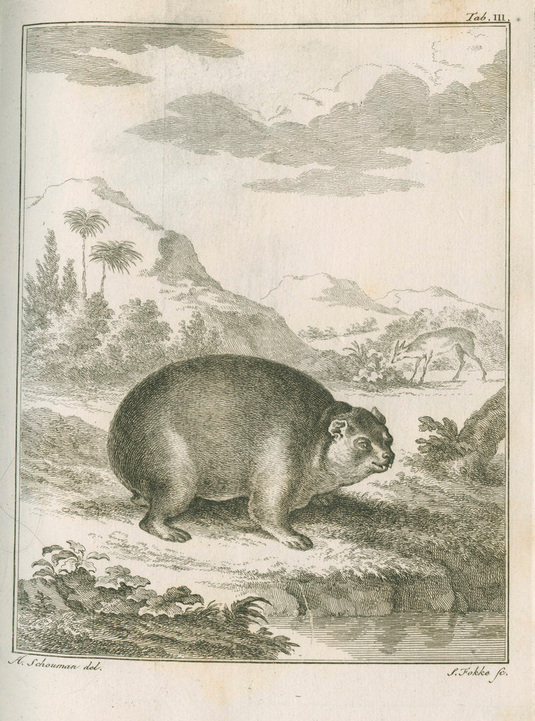 Detail of 'Cavia Capensis' [Cape hyrax] by Simon Fokke