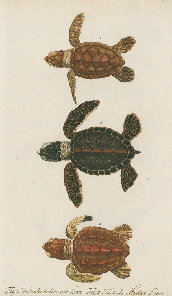 Detail of Three specimens of turtles by Friedrich Wilhelm Wunder
