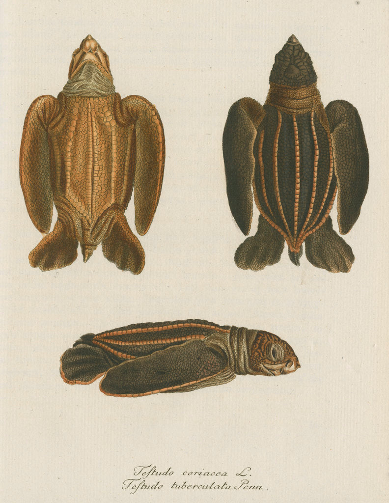 Detail of 'Testudo coriacea' [Leatherback turtle] by Friedrich Wilhelm Wunder