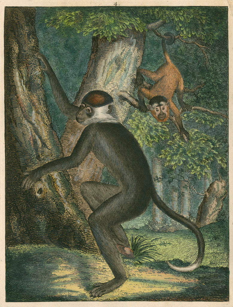 Detail of 'The White Eye-Lid Monkey' [Mangabey] by James Sowerby