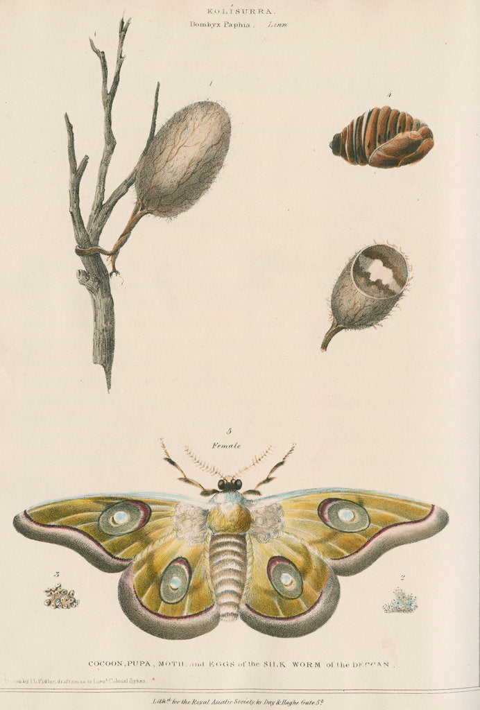Detail of Life cycle of the Kolisurra moth by Day & Haghe