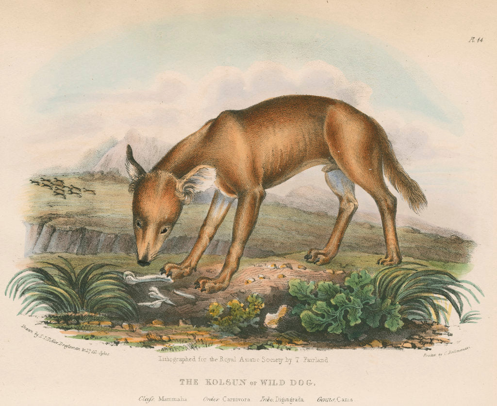 Detail of 'The Kolsun, or Wild Dog' [Dhole] by Thomas Fairland