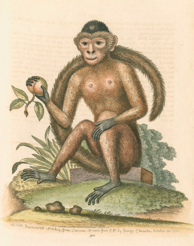 Detail of 'The Bush-tailed Monkey' by George Edwards