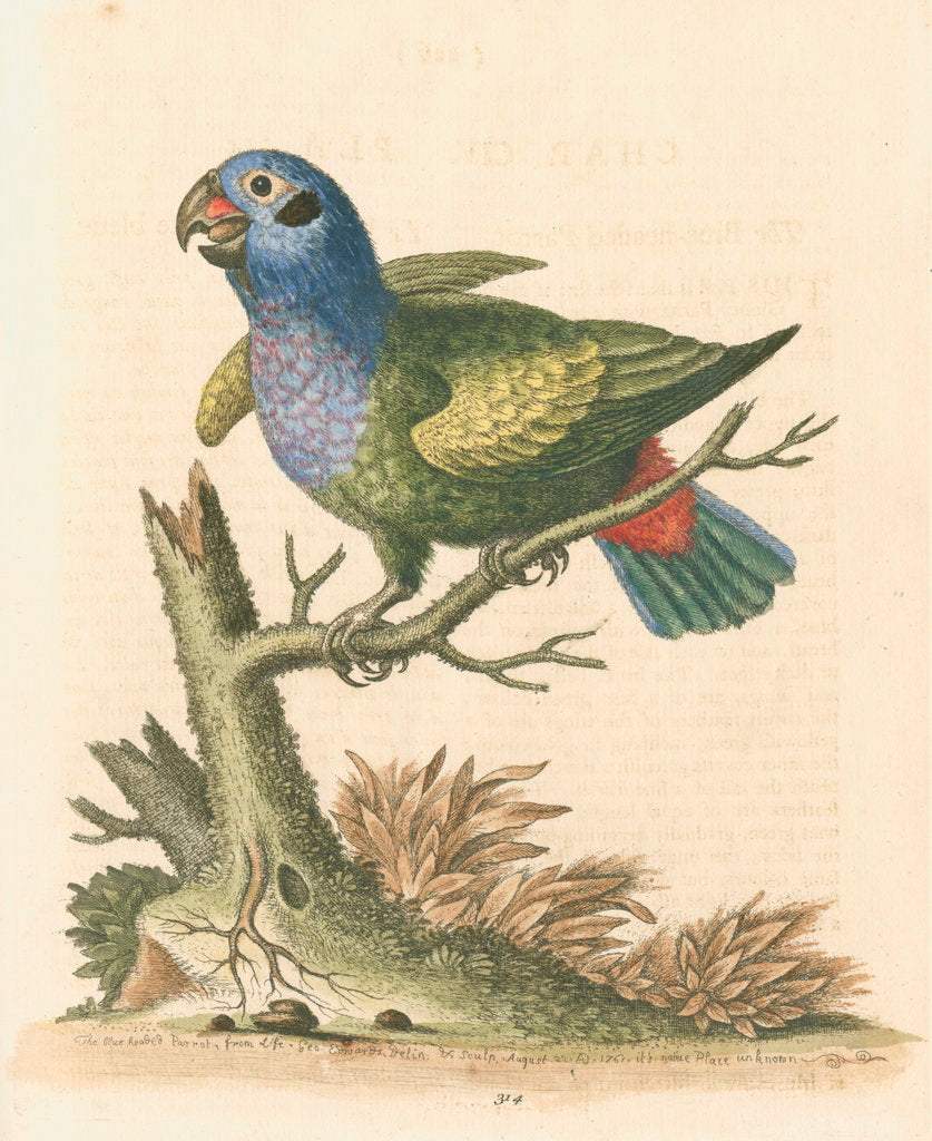 Detail of 'The Blue-headed Parrot' by George Edwards