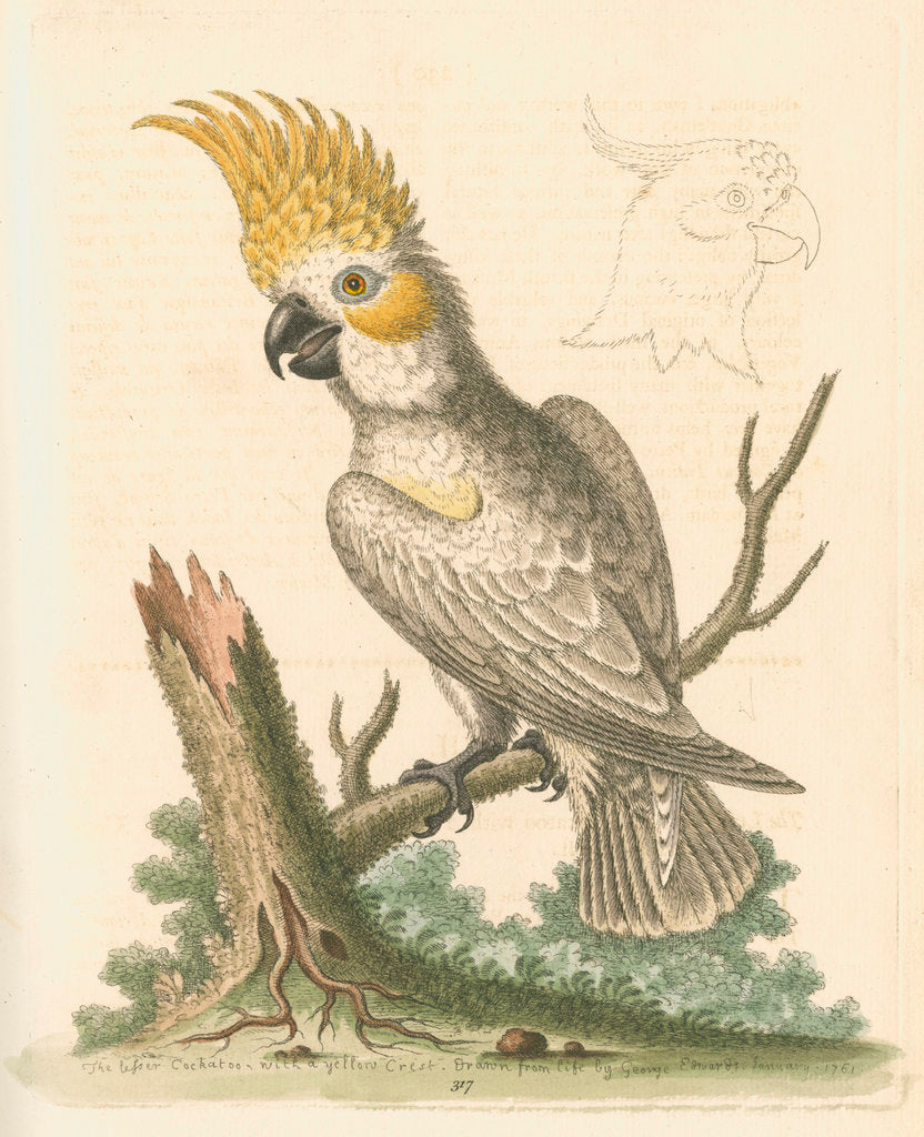 Detail of 'The Lesser White Cockatoo with a Yellow Crest' by George Edwards