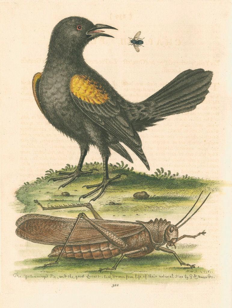 Detail of 'The Yellow-winged Pye, and Greatest Locust' by George Edwards