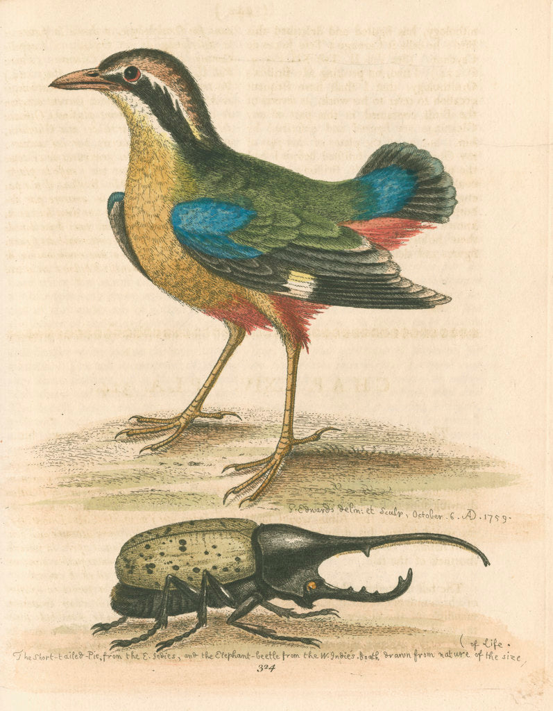 'The Short-tailed Pye &c.' by George Edwards