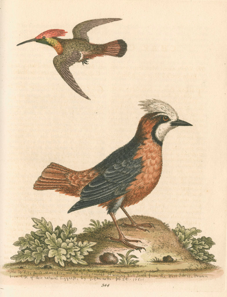 'The White-faced Manakin, and the Ruby-crested Humming-Bird' posters ...